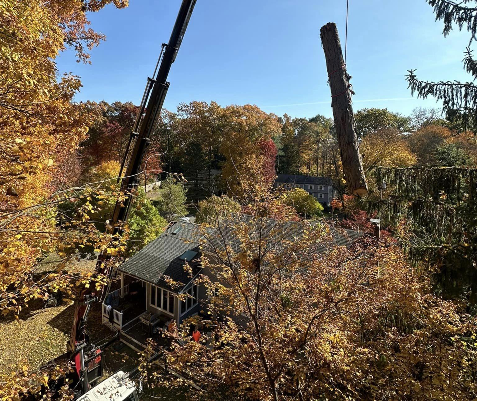 A large tree trunk being removed using a crane, with autumn foliage and a residential house in the background. The scene highlights tree removal services amidst vibrant fall colors.